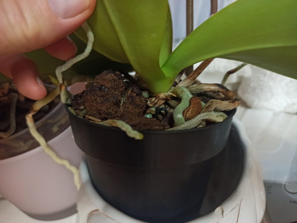 Umtopfen? Echt jetzt?! 6 1667716160045