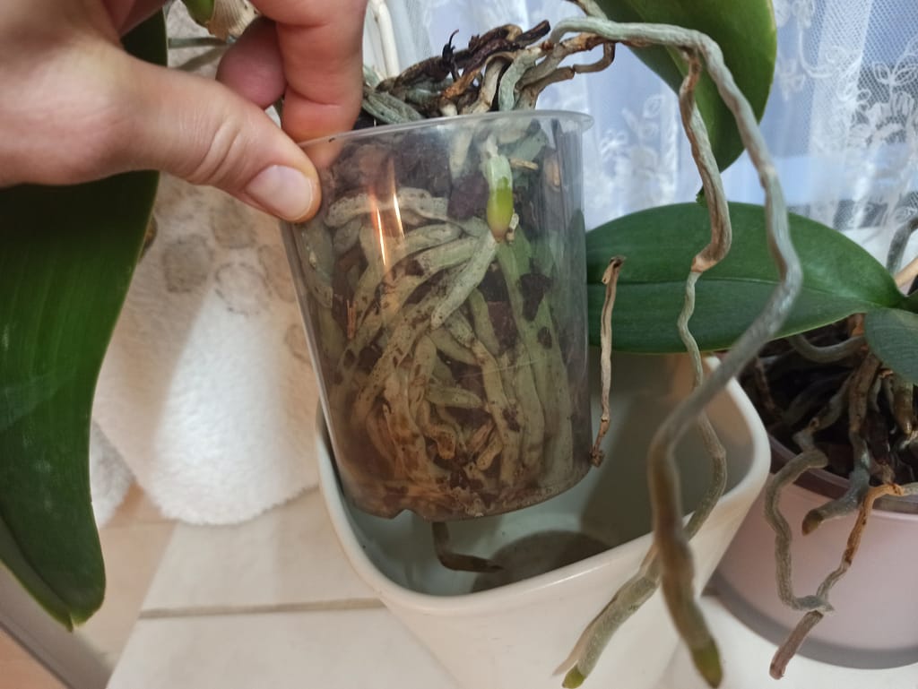 Umtopfen? Echt jetzt?! 2 1667716160055