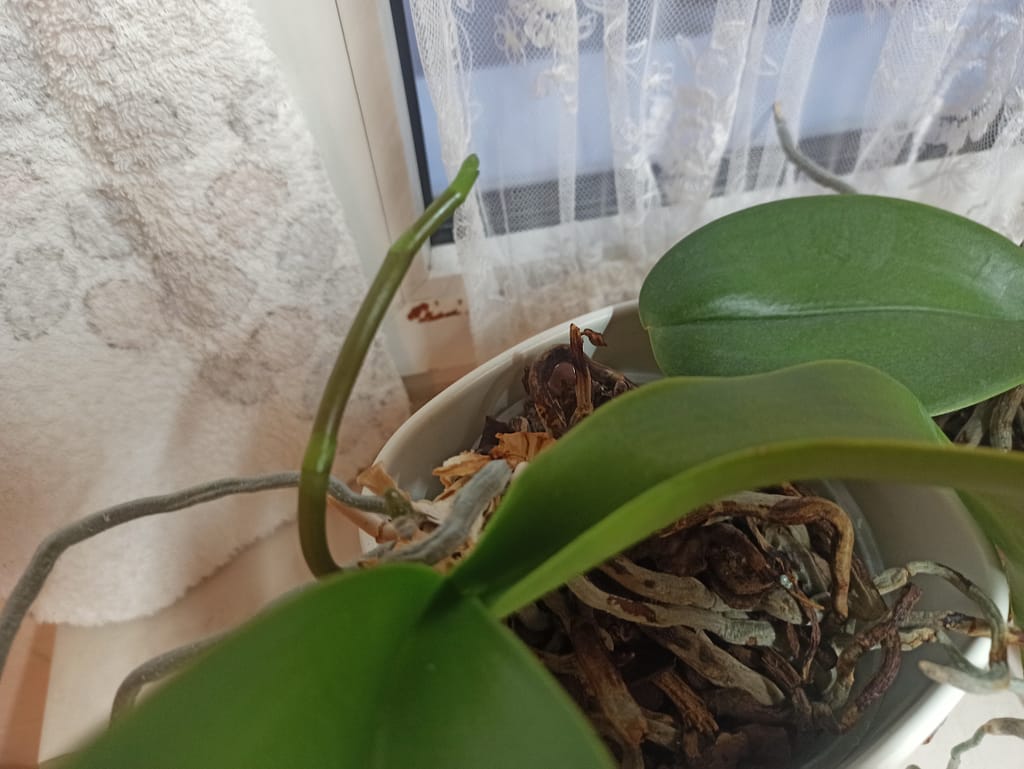 Umtopfen? Echt jetzt?! 4 1667716160080