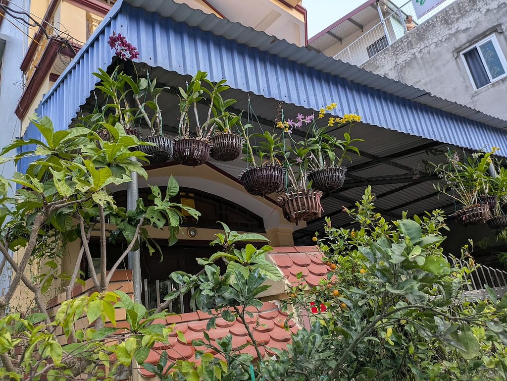 Die ersten Eindrücke von Vietnam – Orchideen zwischen Alltag und Gelassenheit 3 PXL 20251224