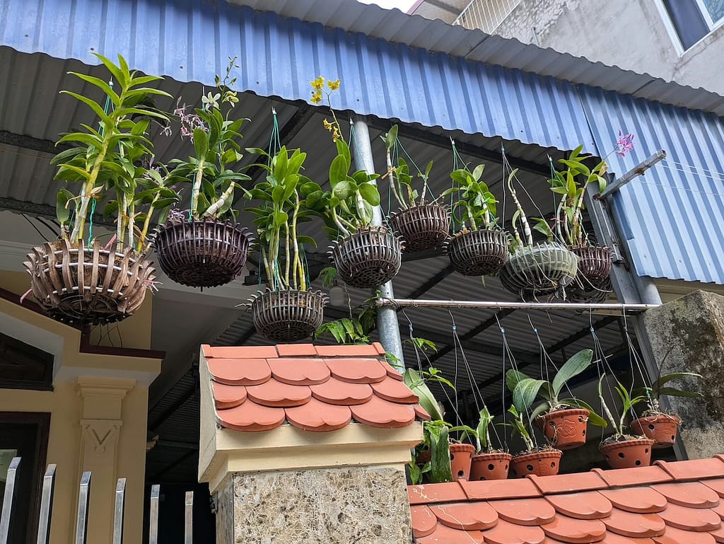 Die ersten Eindrücke von Vietnam – Orchideen zwischen Alltag und Gelassenheit 2 PXL 20251224