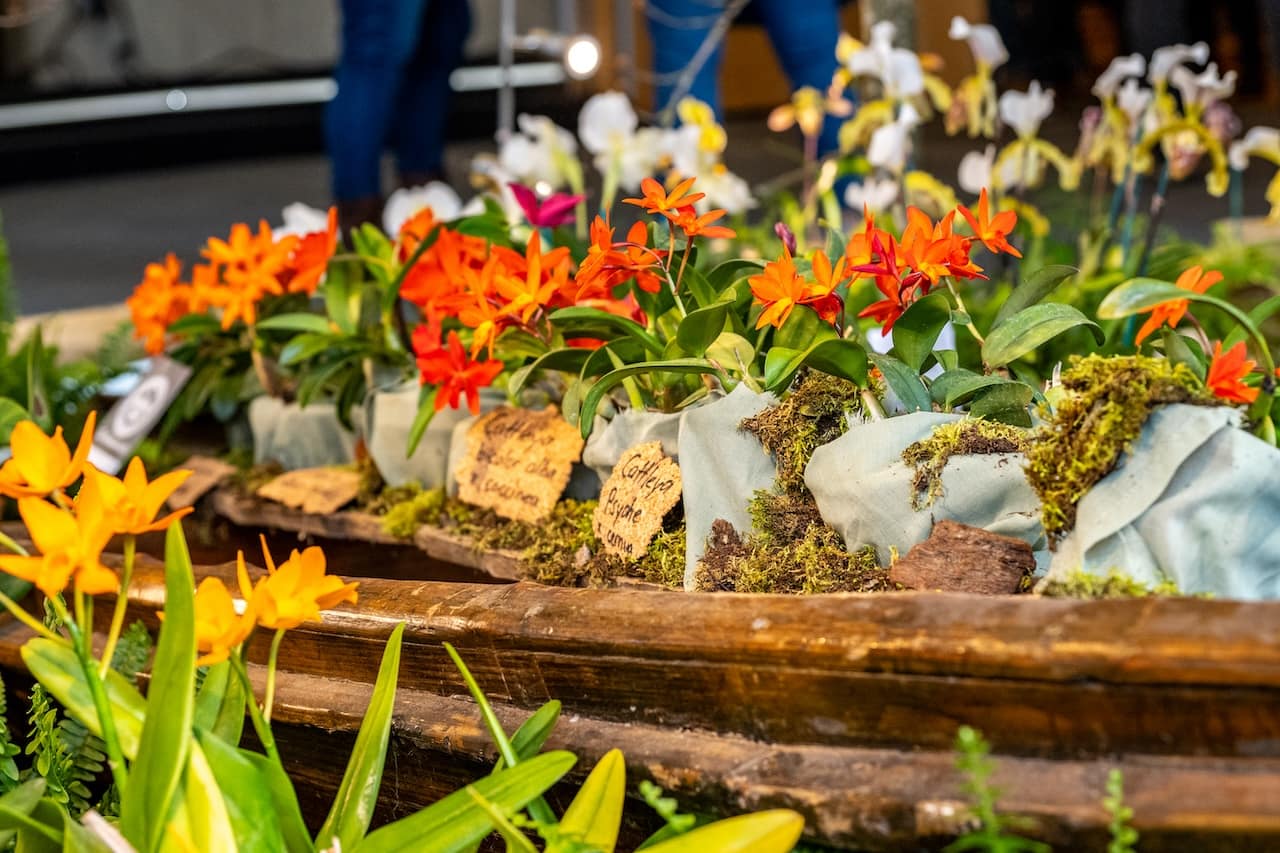 Weltorchideenkonferenz 2026 in Dresden 1 Bvo 9685