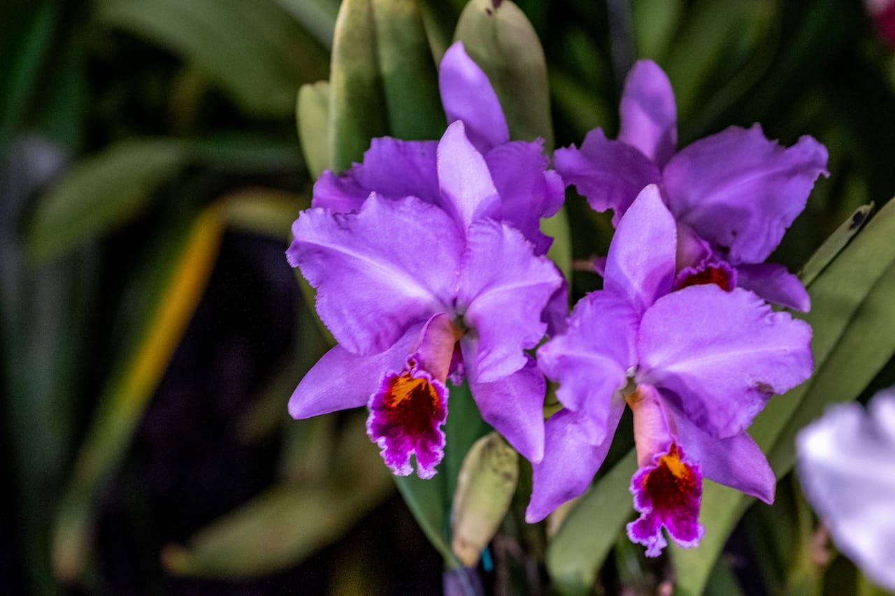 Orchideenschau im Botanischen Garten Leipzig 14.-22.02.2026 (jeweils 10 bis 18 Uhr) 1 Bvo 9764