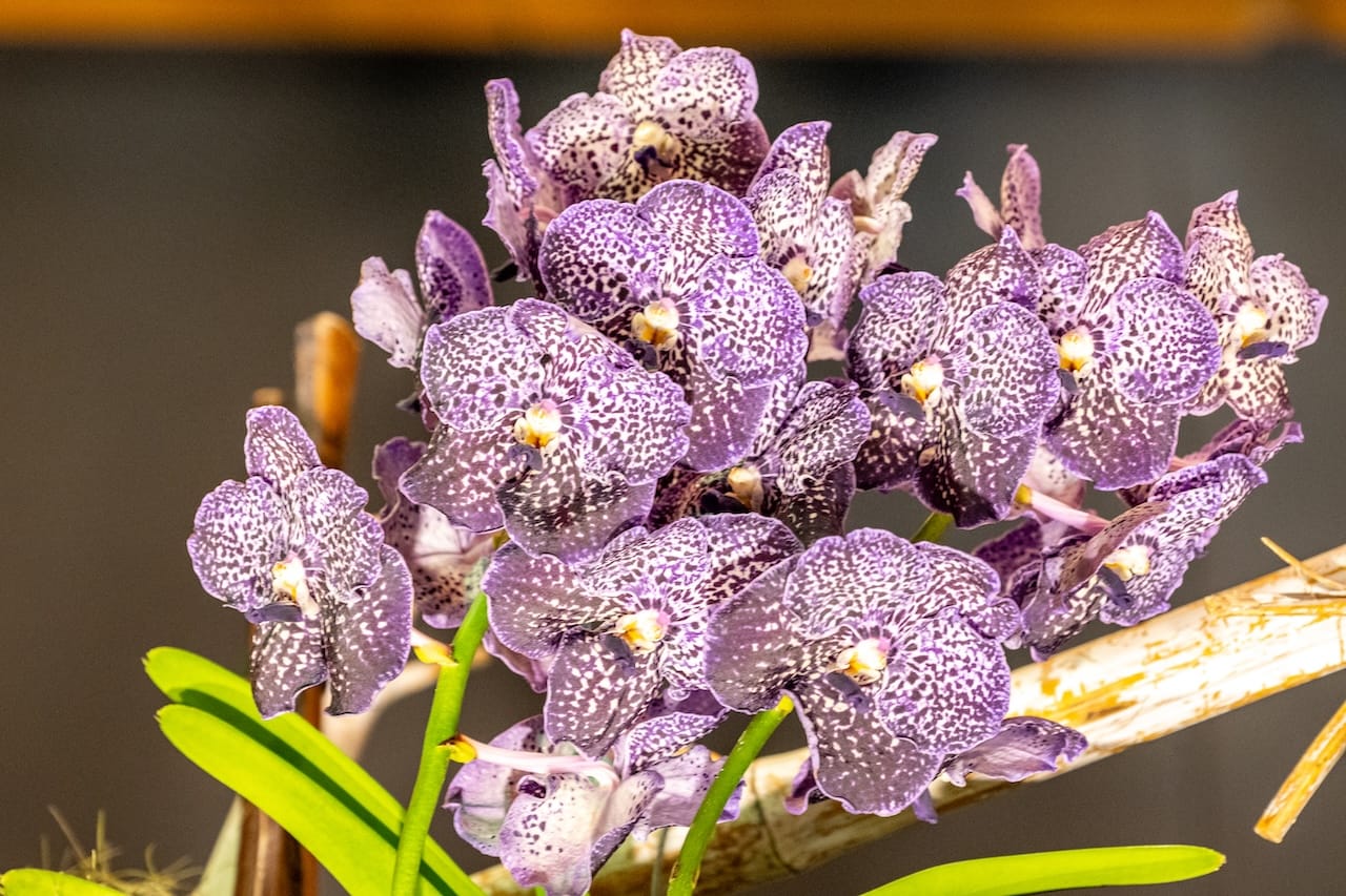 Orchideenschau 2026 – Insel Mainau 1 Bvo 9864