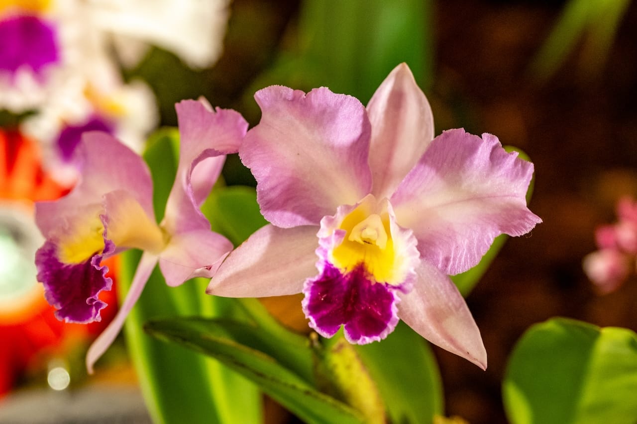 Botanischer Garten Potsdam: „Faszination Orchideen“ 1 Bvo 9889