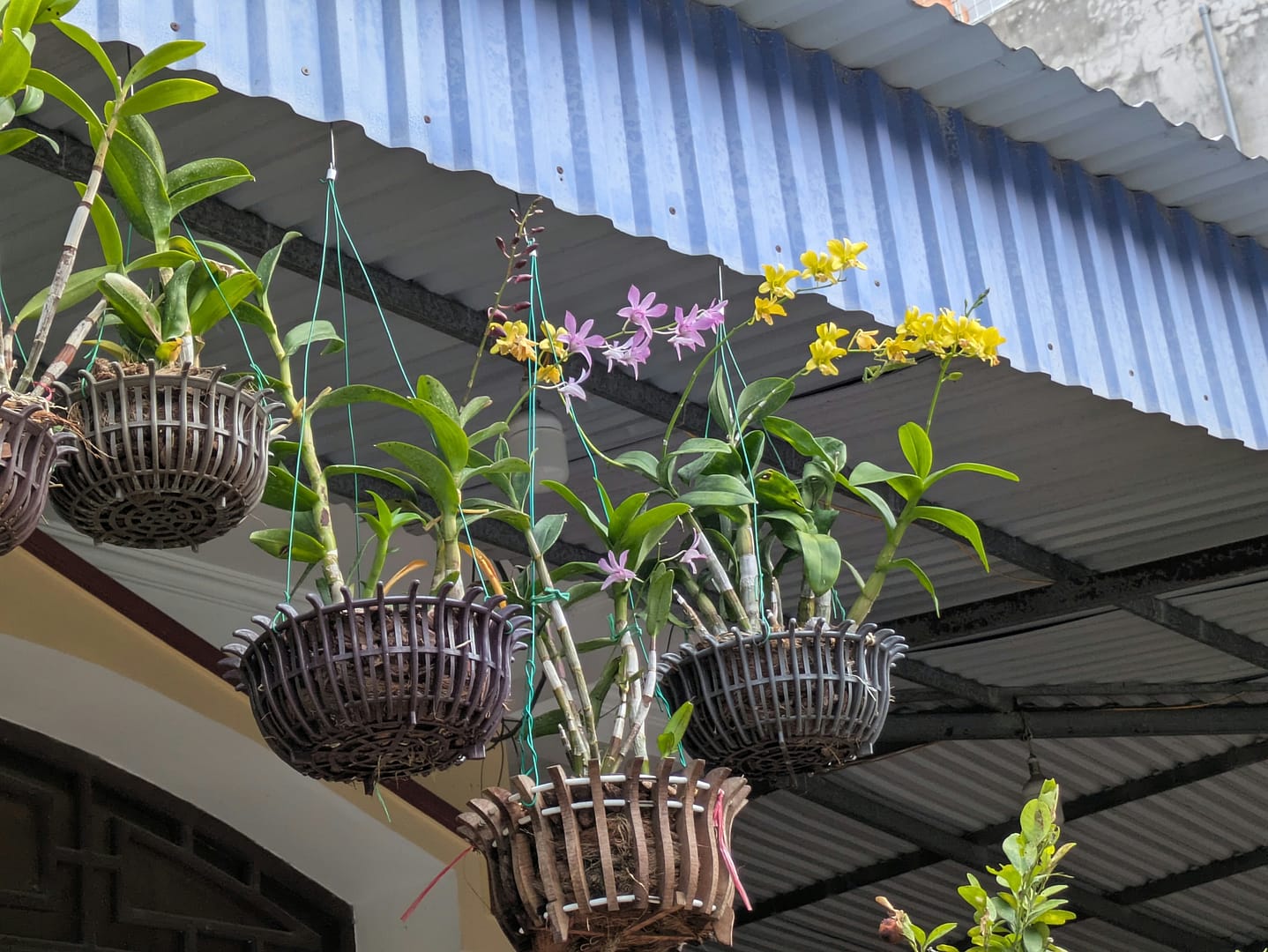 Die ersten Eindrücke von Vietnam – Orchideen zwischen Alltag und Gelassenheit 1 PXL 20251224