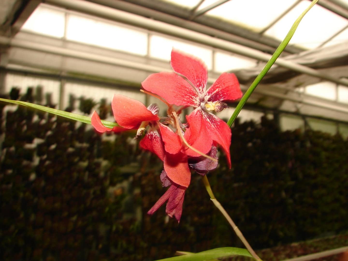 Dendrobium cinnabarinum 3 DSC09439