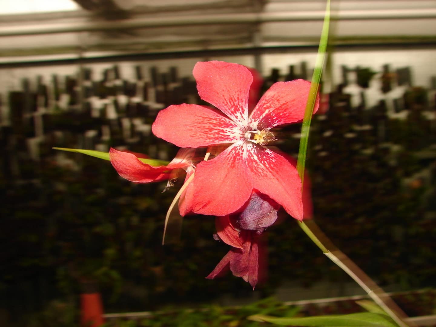 Dendrobium cinnabarinum 2 DSC09440