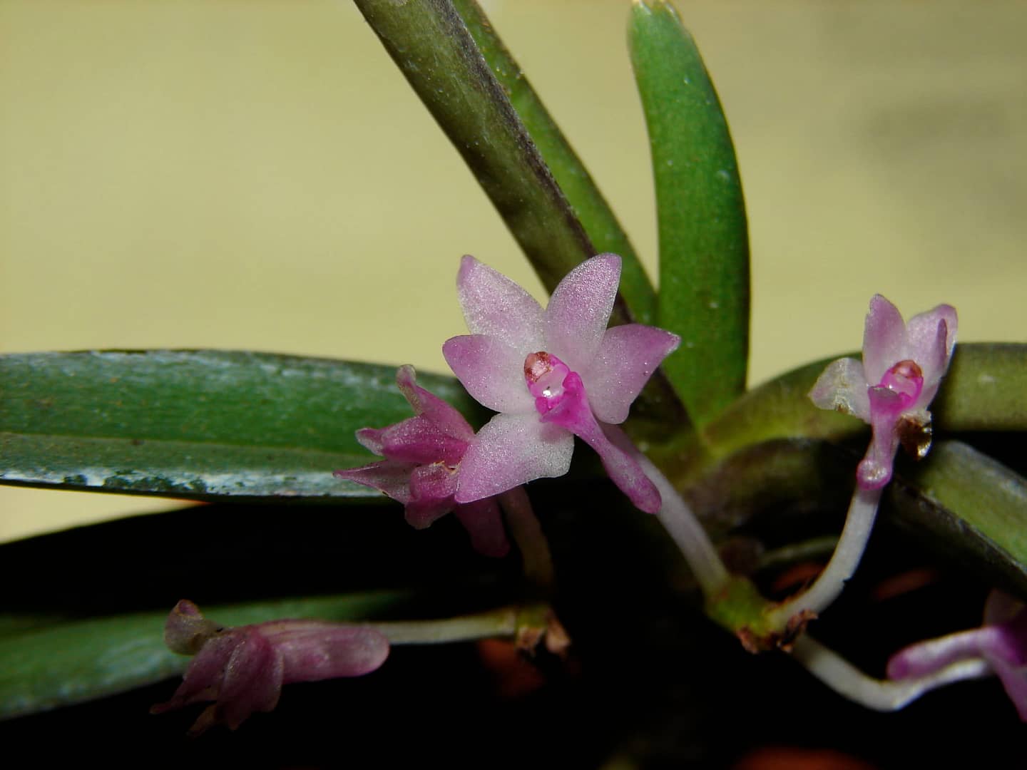Vanda nana (Ascocentrum pusillum)