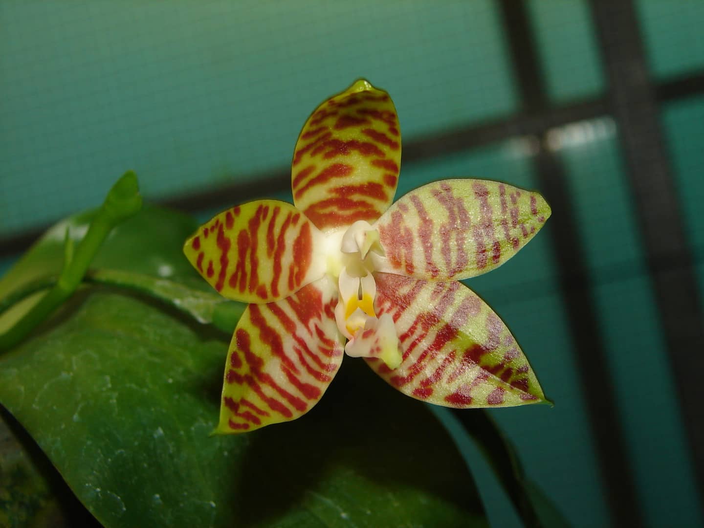 Phalaenopsis amboinensis