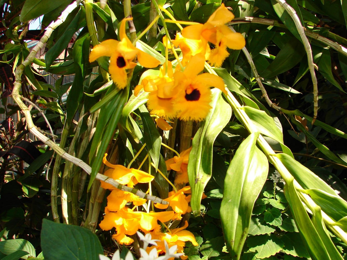 Dendrobium fimbriatum