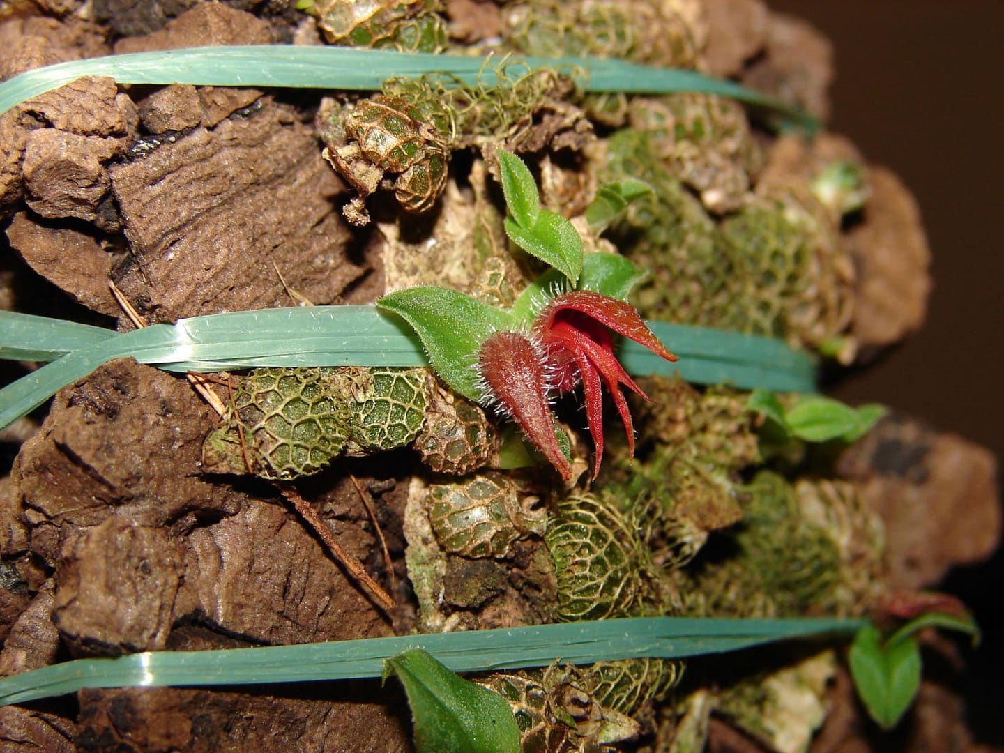 Porpax gigantea
