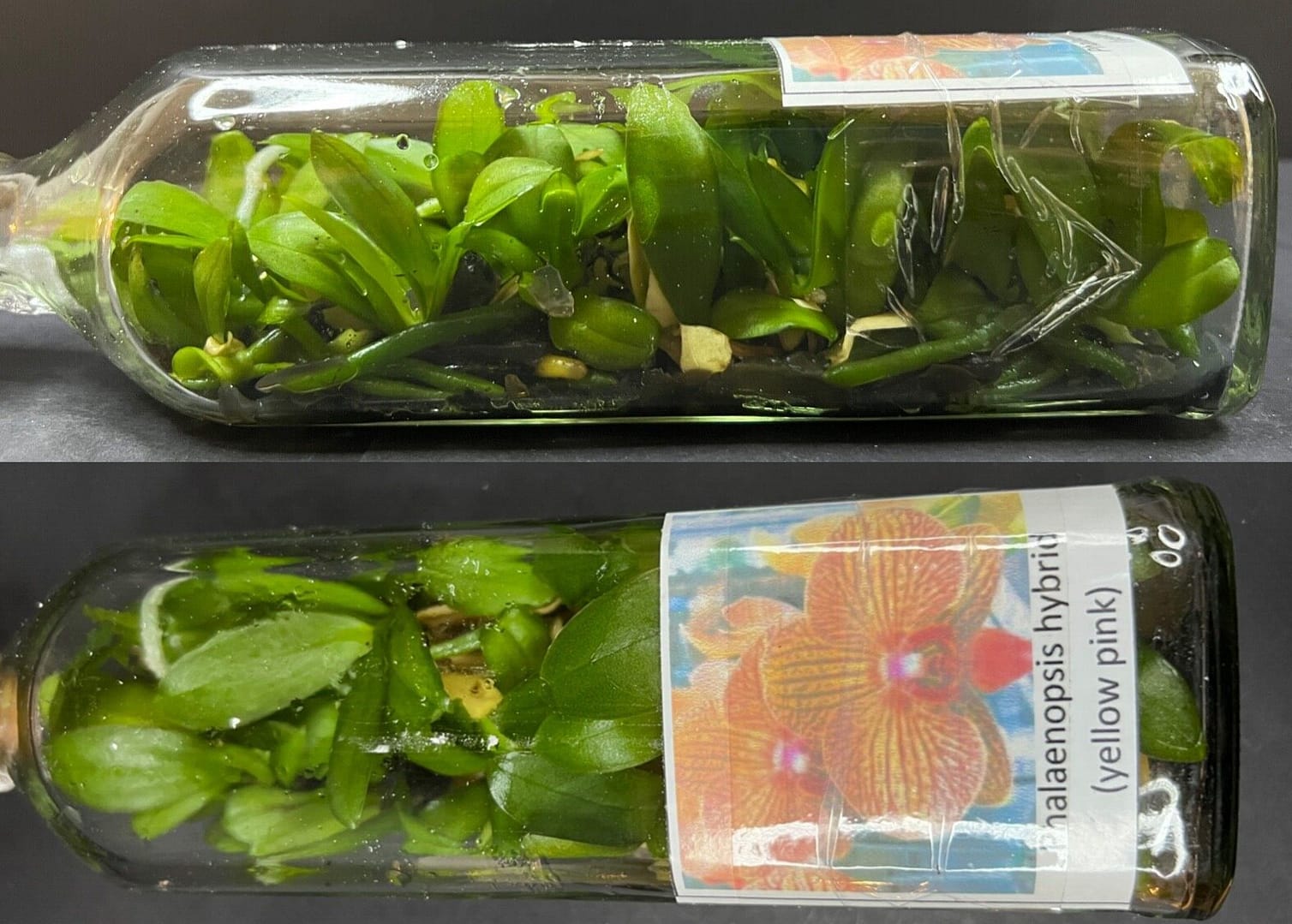 Orchideen Babies bestellt