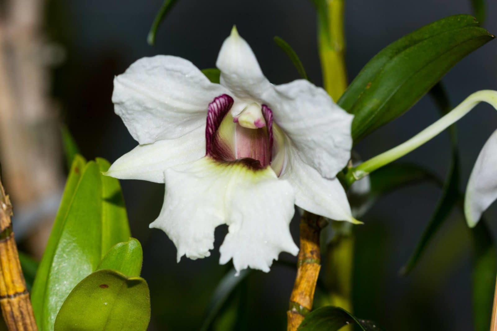 Dendrobium sanderae v. major 4 27982599_10211180826532669_16287226640589269_o
