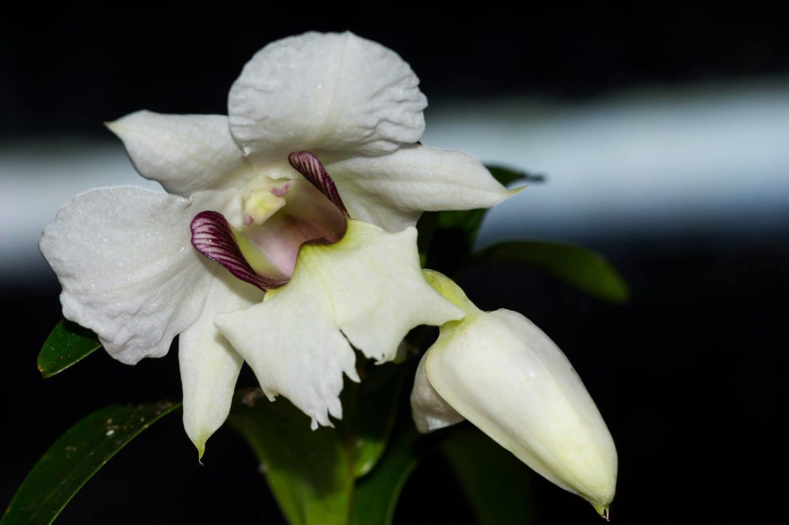 Dendrobium sanderae v. major 2 27992885_10211180826492668_2141754181892843767_o