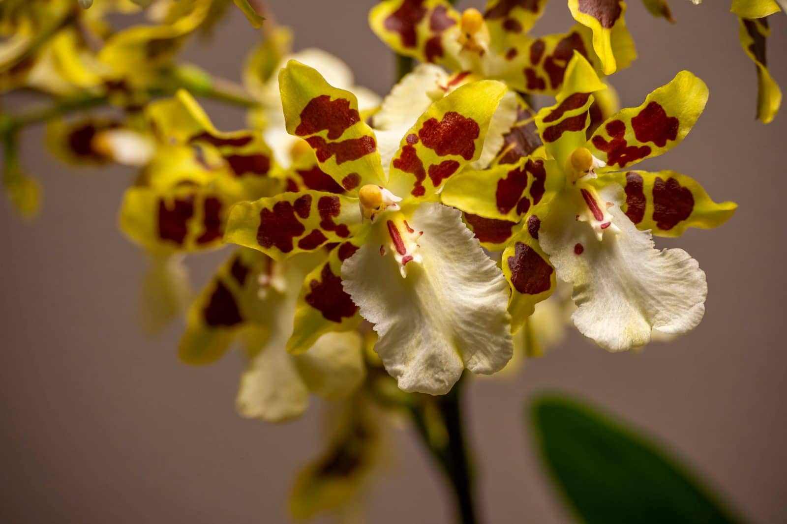 Colmanara Wildcat ‚White lip‘