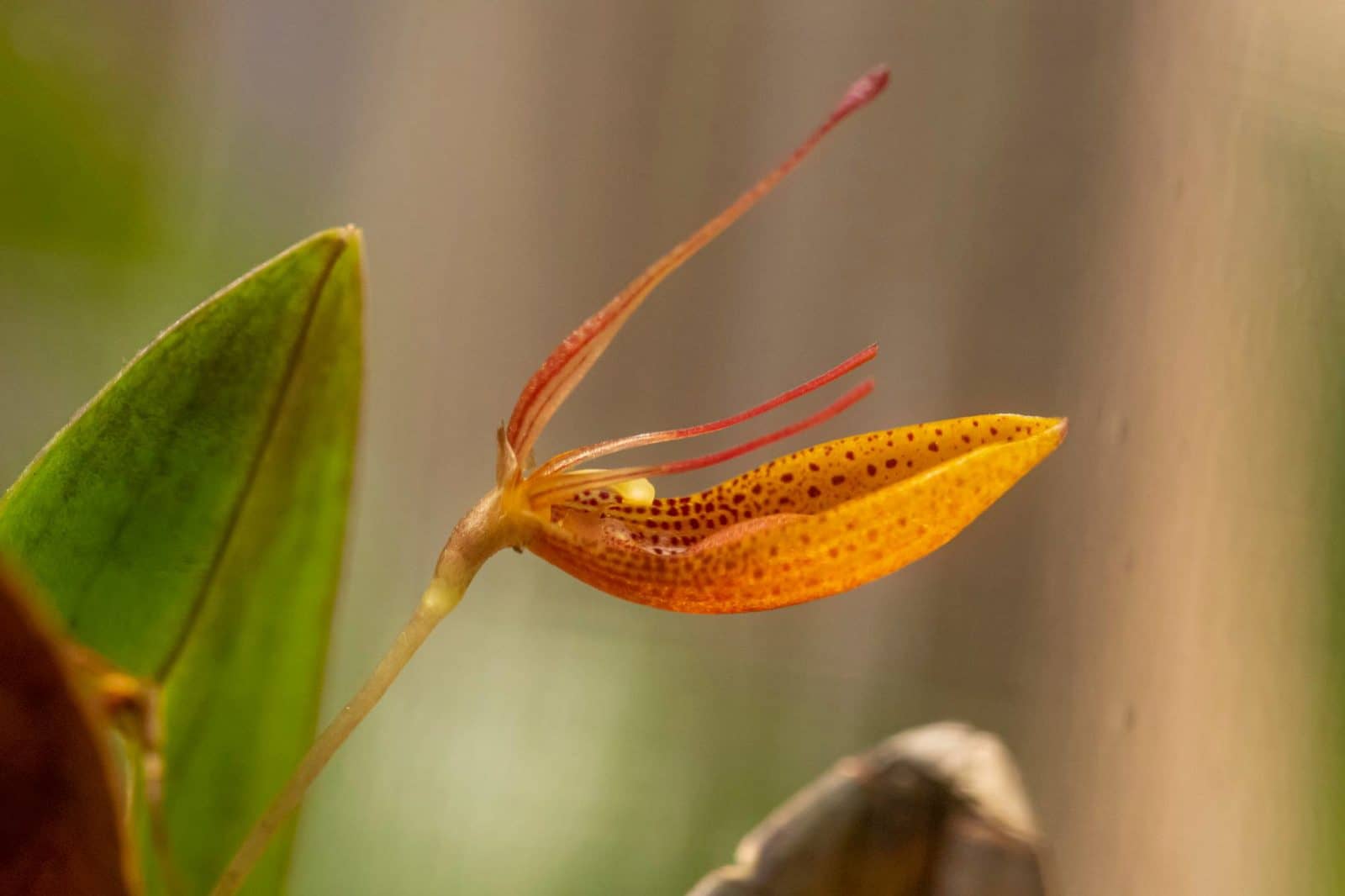 Restrepia mohrii