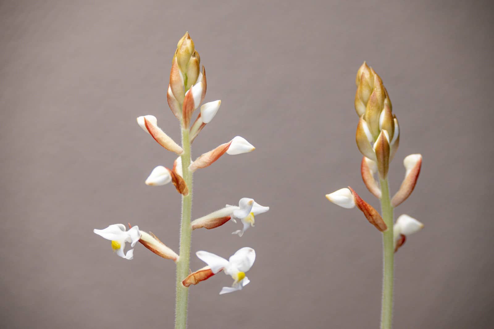 Juwelorchidee (Ludisia discolor)