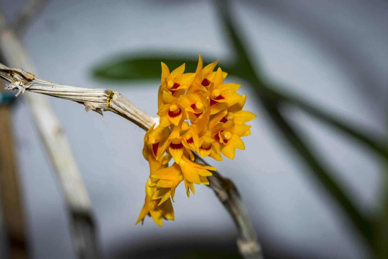 Dendrobium bullenianum 2 Dendrobium tiongii