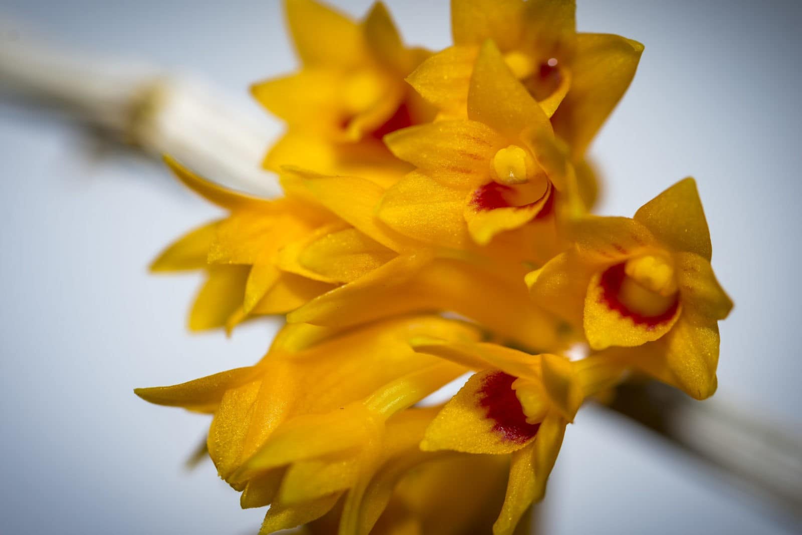 Dendrobium bullenianum 3 Dendrobium tiongii