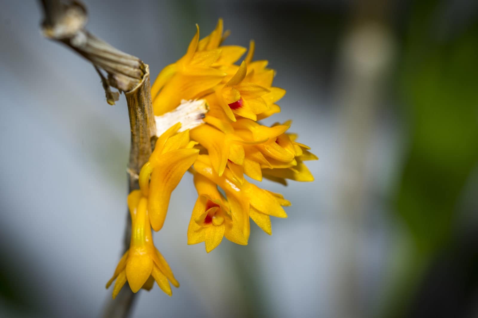 Dendrobium bullenianum 4 Dendrobium tiongii