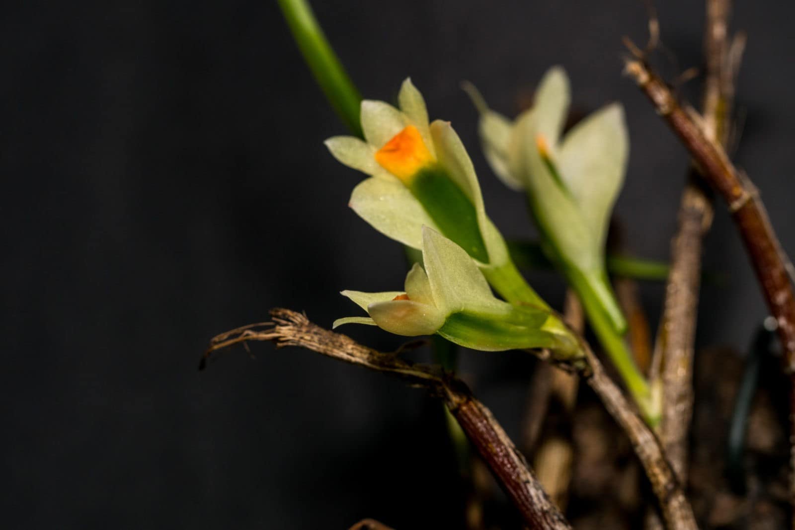 Dendrobium vexillarius 10 DSC06578