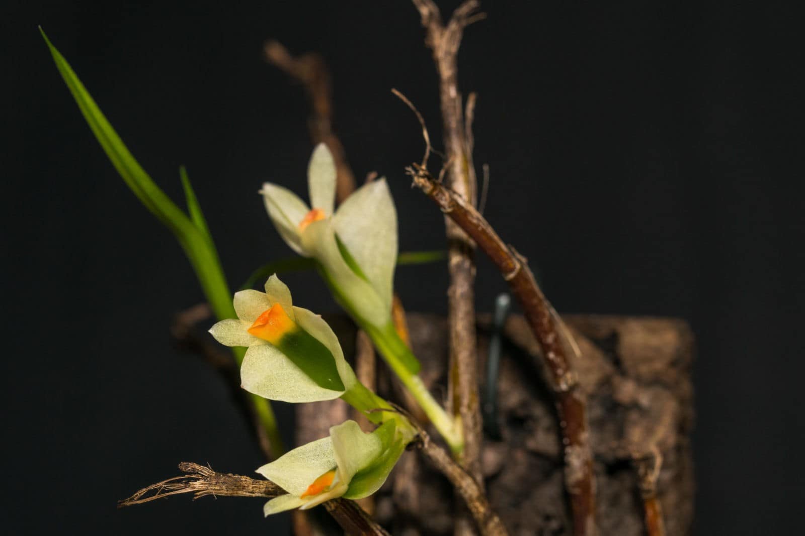 Dendrobium vexillarius 9 DSC06583