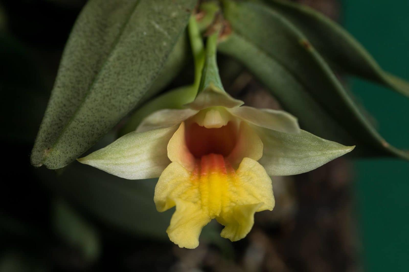 Dendrobium bellatulum 2 11261633_10205918640101297_7840384706241975378_o