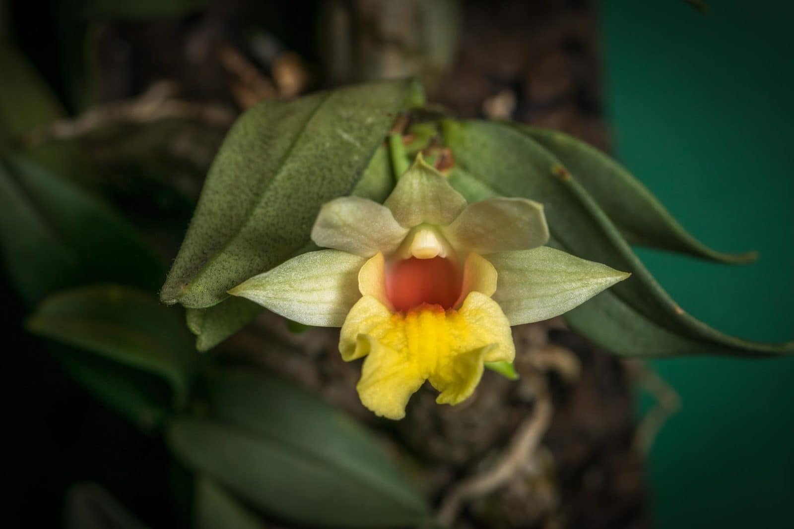 Dendrobium bellatulum 4 12514070_10205918649301527_9219503458822743816_o