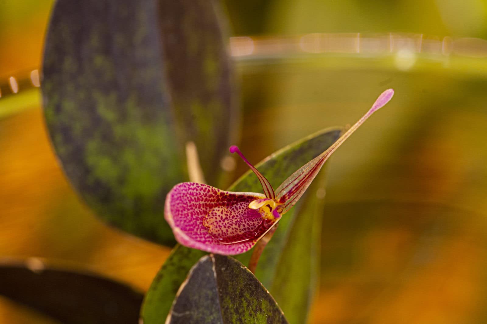 Restrepia elegans 11 BVO_8820