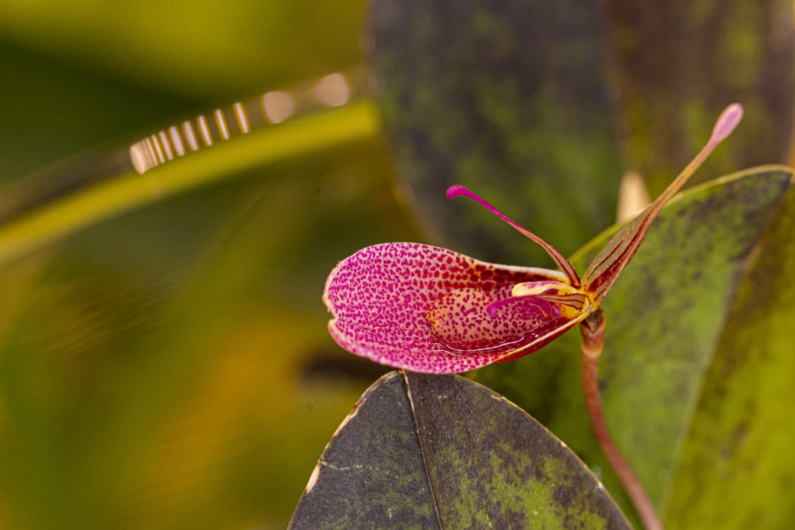 Restrepia elegans 10 BVO_8827