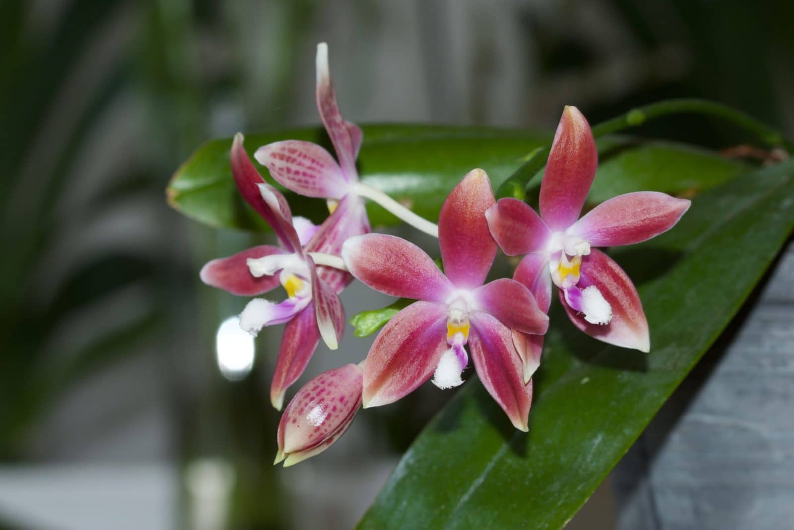 Phalaenopsis speciosa