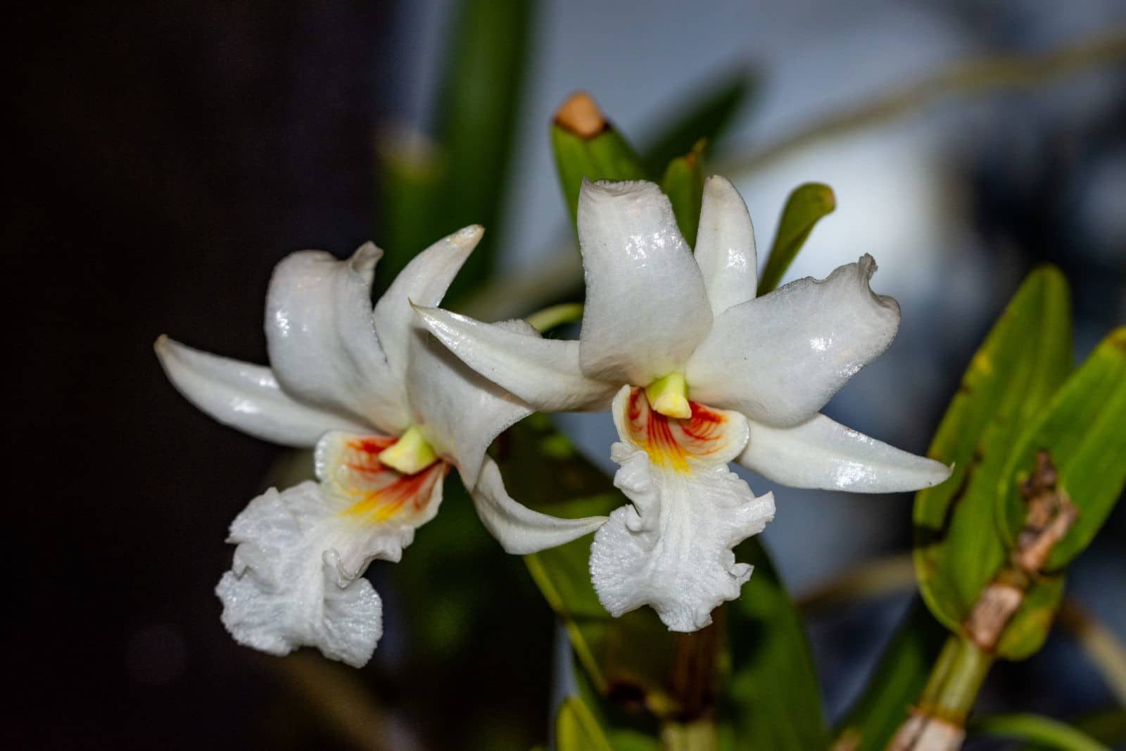 Dendrobium kontumense