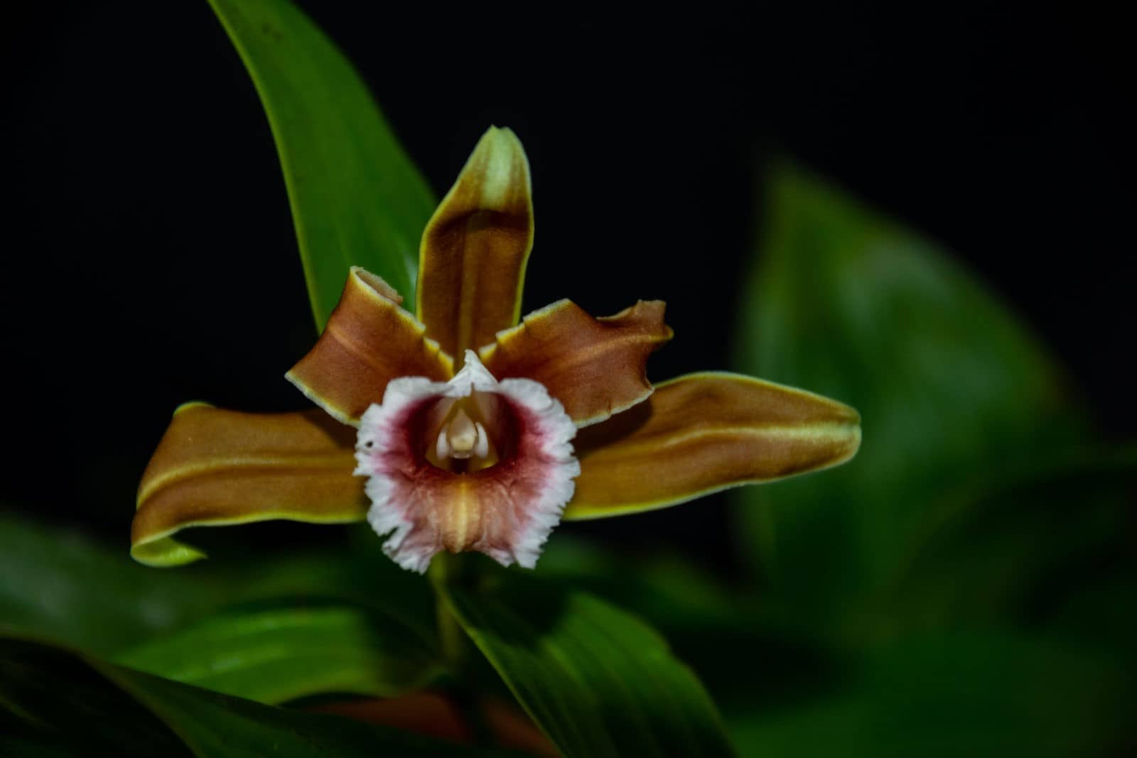 Sobralia atropubescens