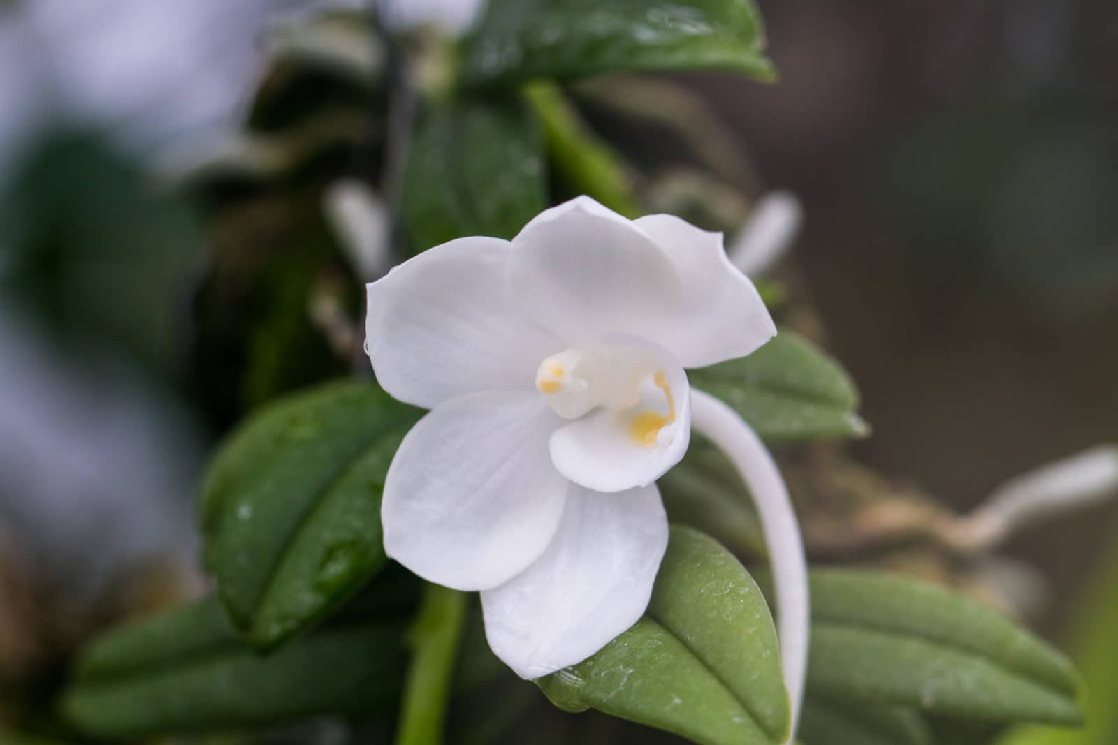 Amesiella