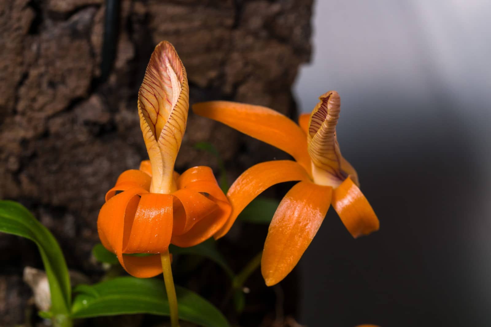 Dendrobium unicum