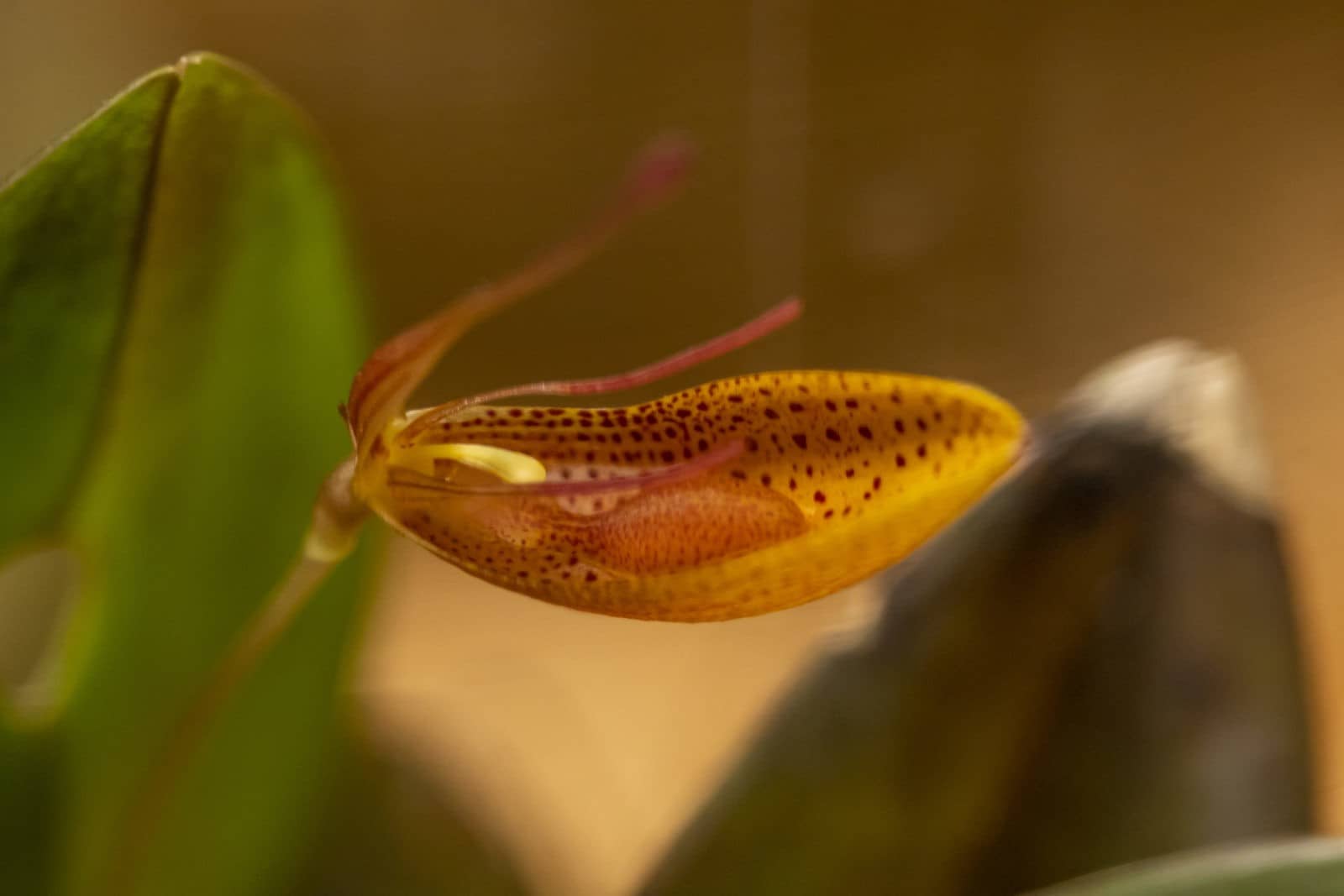 Restrepia