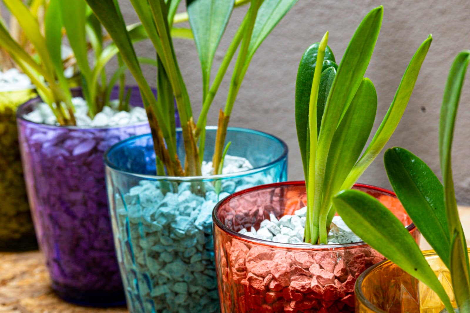 Masdevallia