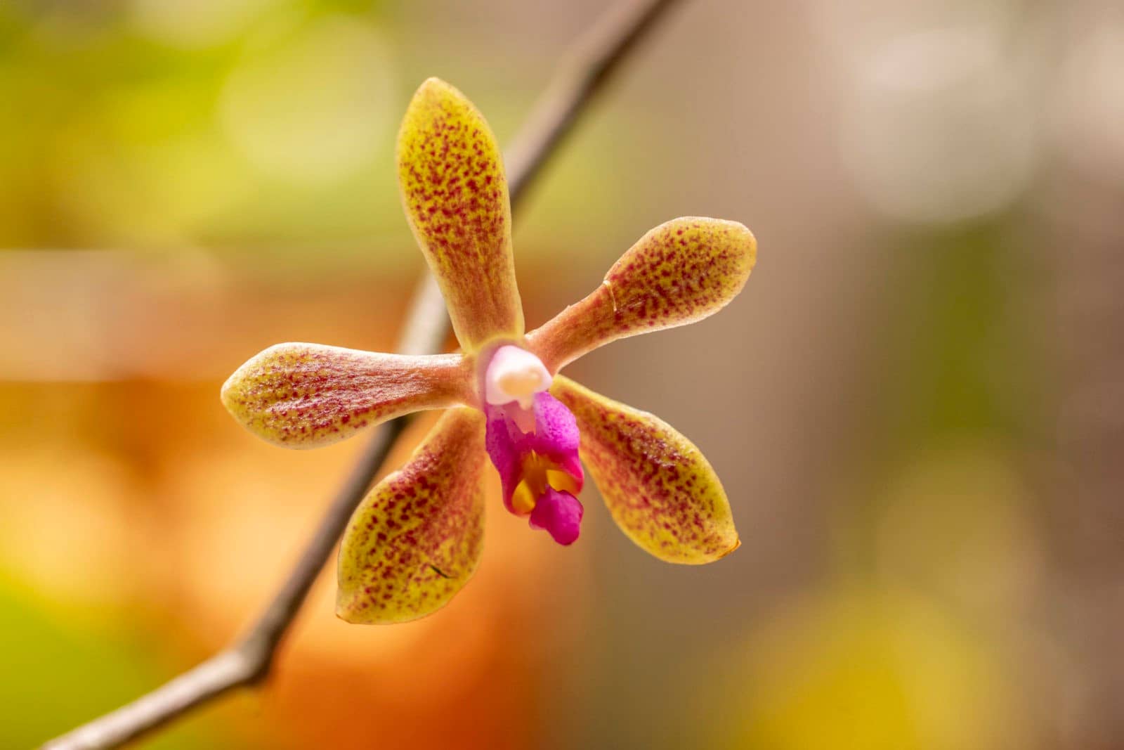 Phalaenopsis Ilse Kestermann
