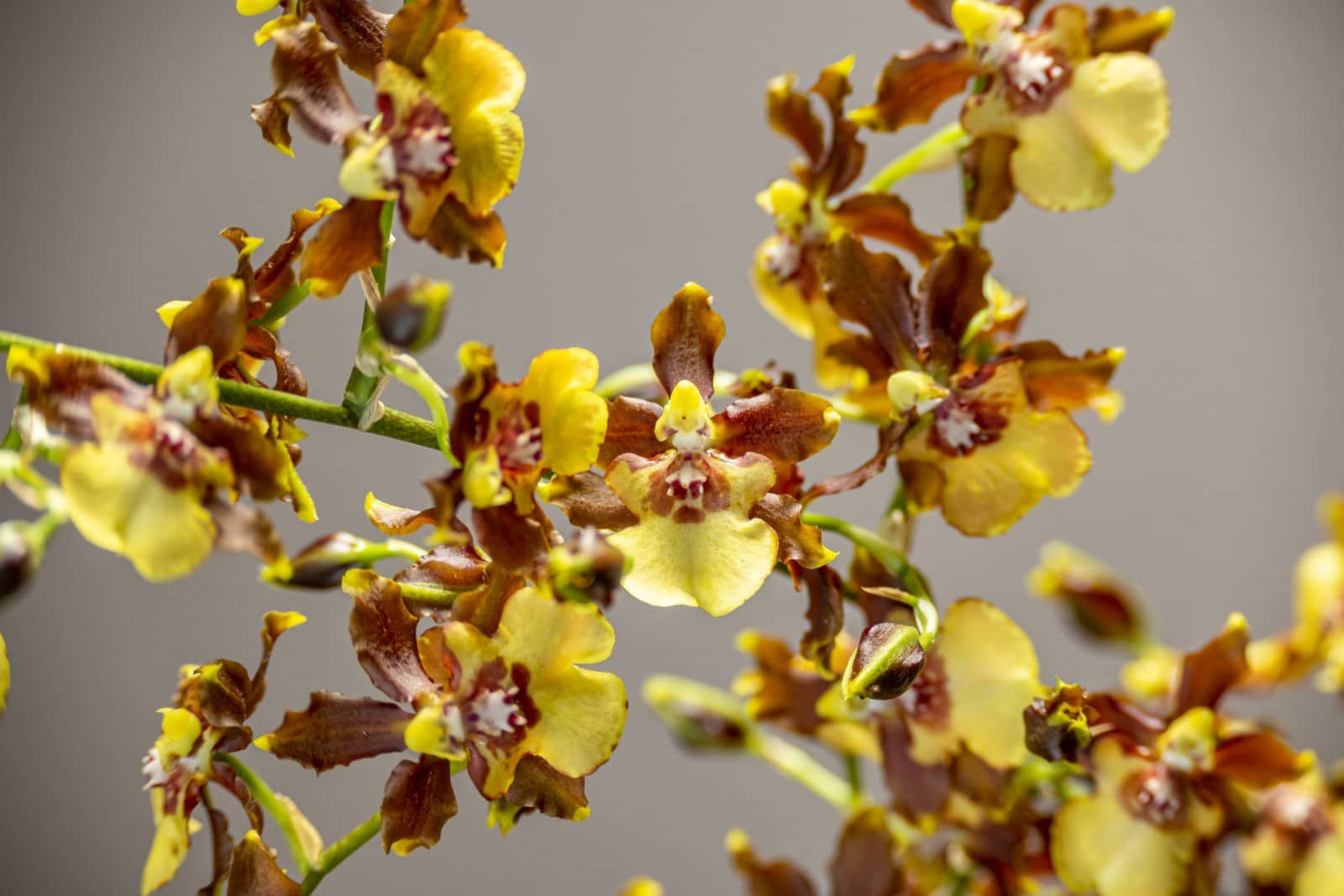 Miltonidium Honey ‚Green Valley‘