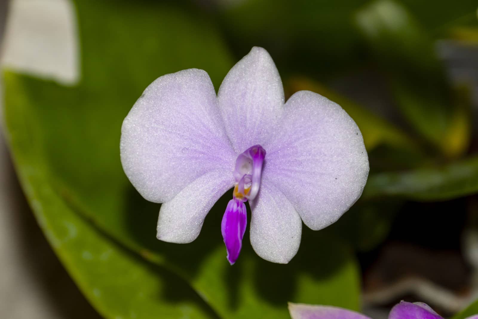 Phalaenopsis lowii