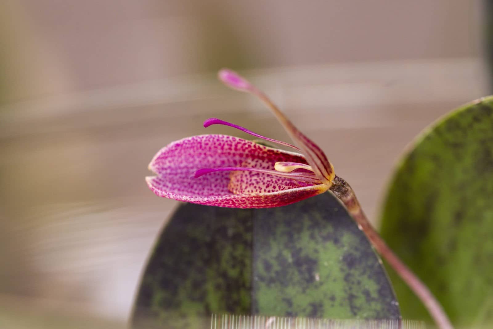 Restrepia elegans