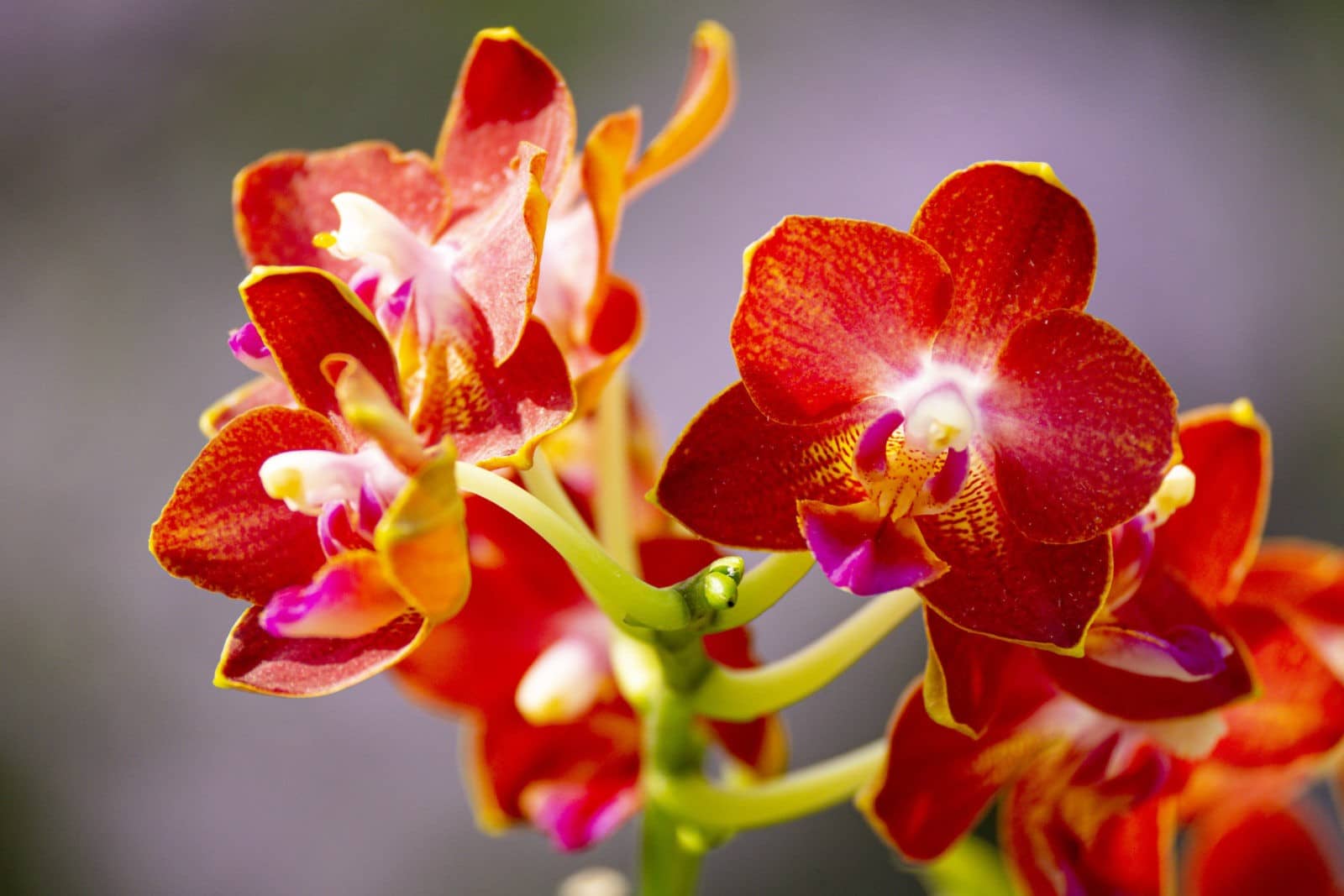 Phalaenopsis Sogo Fusion