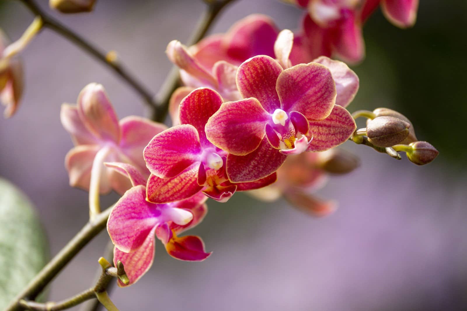 🌺 Phalaenopsis Diffusion – Zarte Blüten in kräftigem Farbspiel