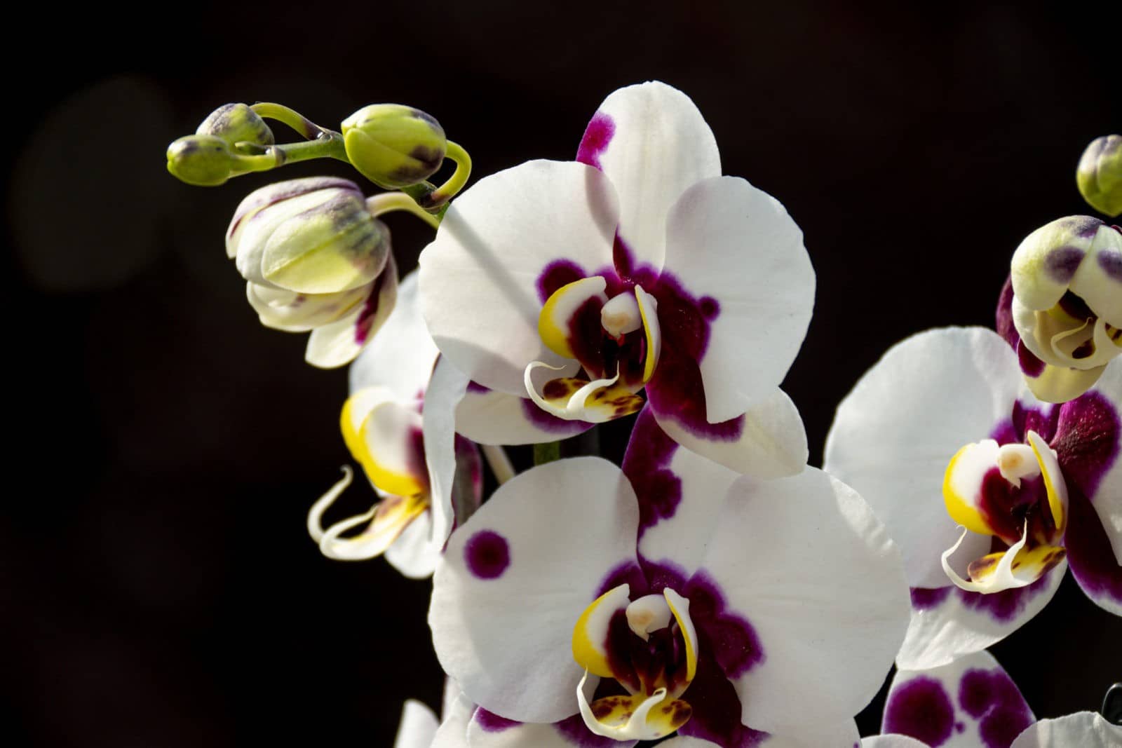 Wohlfühl-Temperaturen für Orchideen