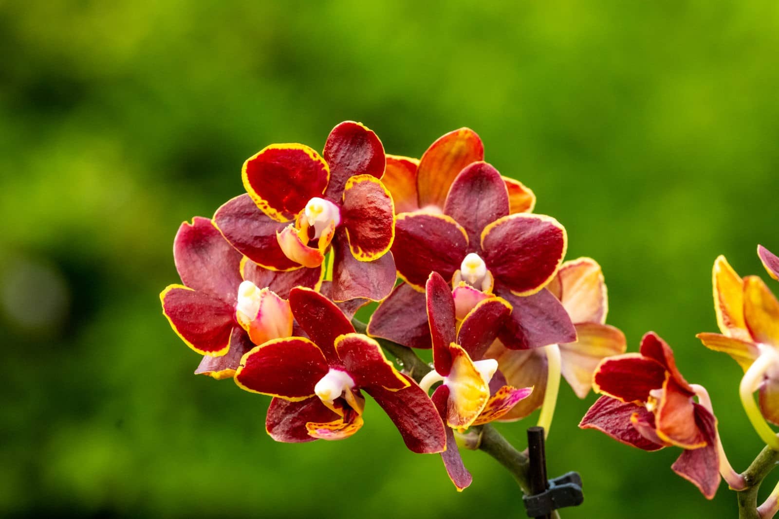 Doritaenopsis Esmee