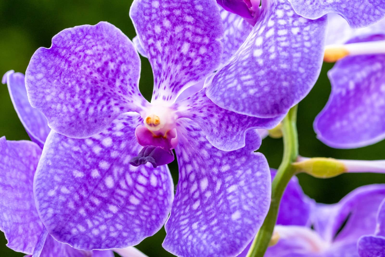 Vanda Lake Michigan