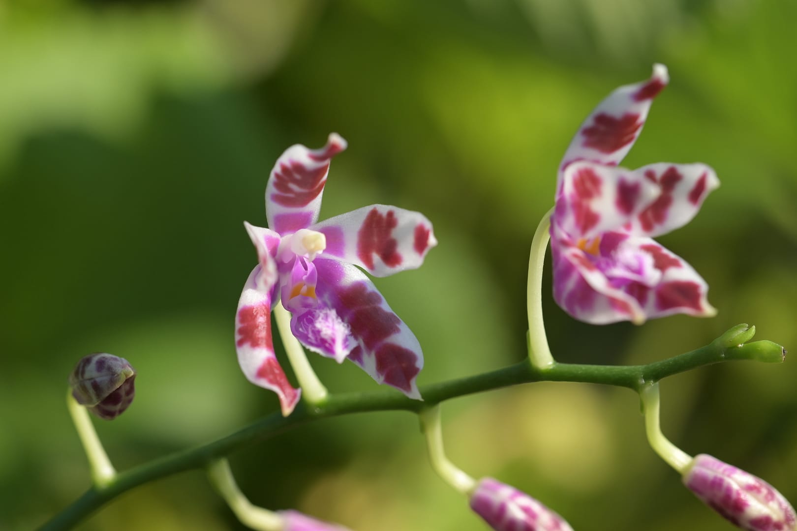 Phalaenopsis mariae