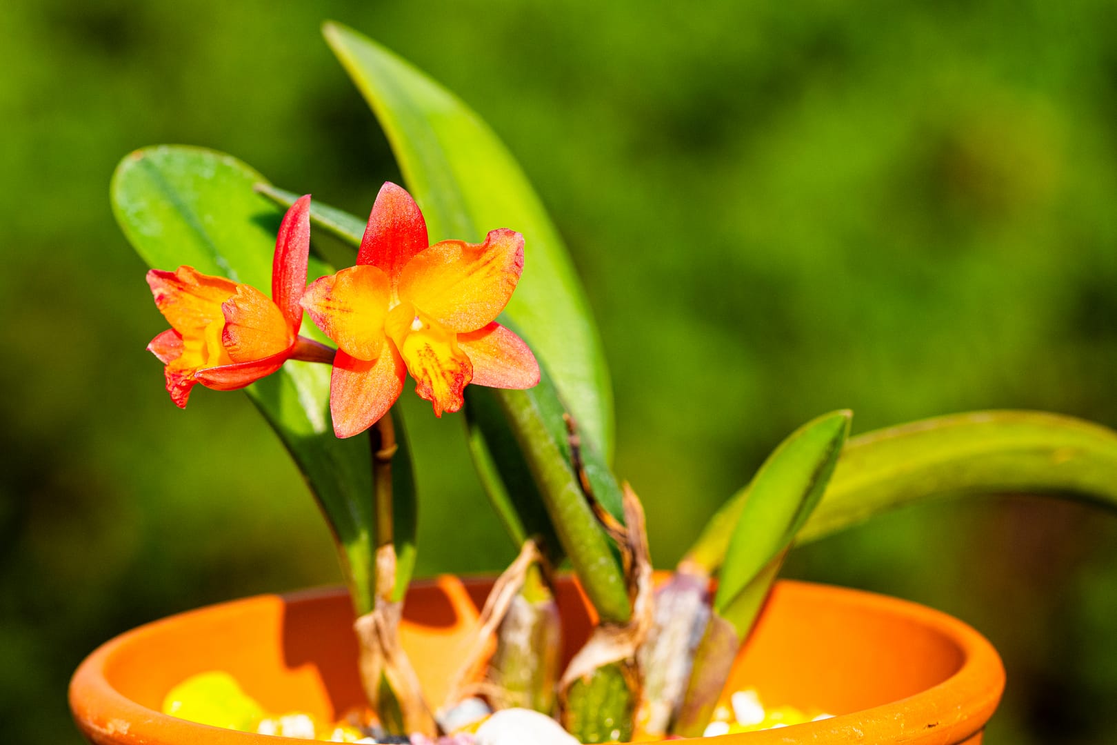 🛡️ So schützt du deine Orchidee vor Sonnenbrand – praktische Tipps