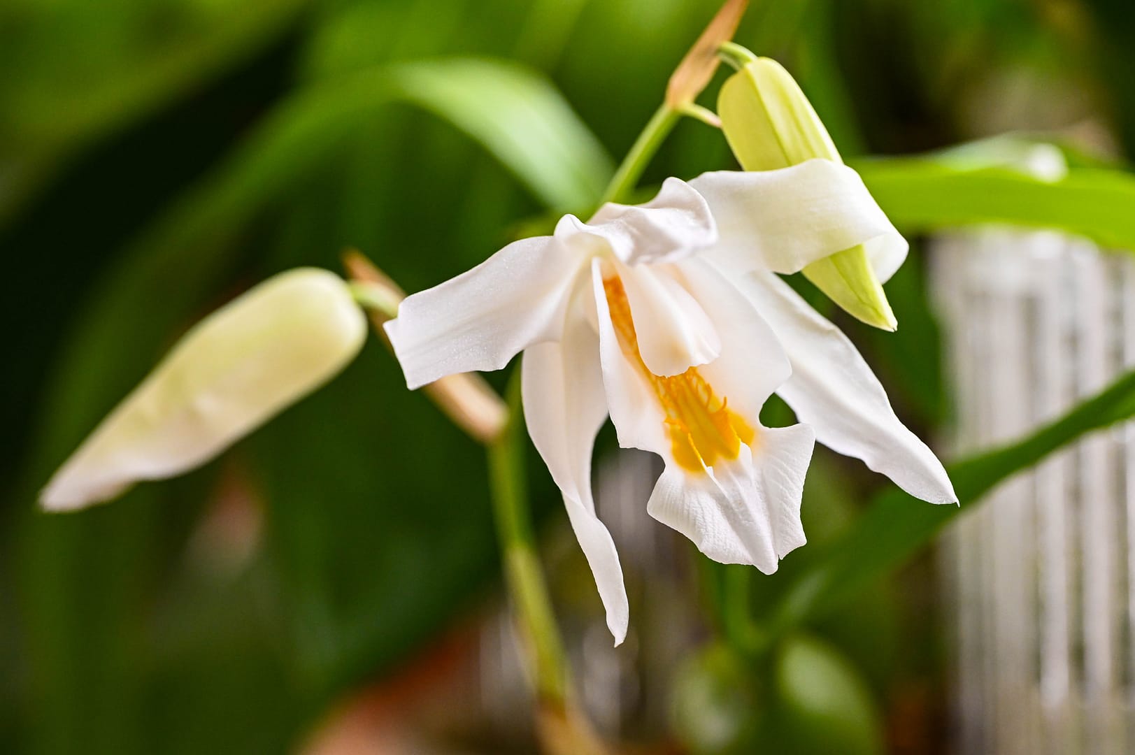 Coelogyne cristata